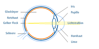 Die Augen sind unsere wichrigsten Sinnesorgane